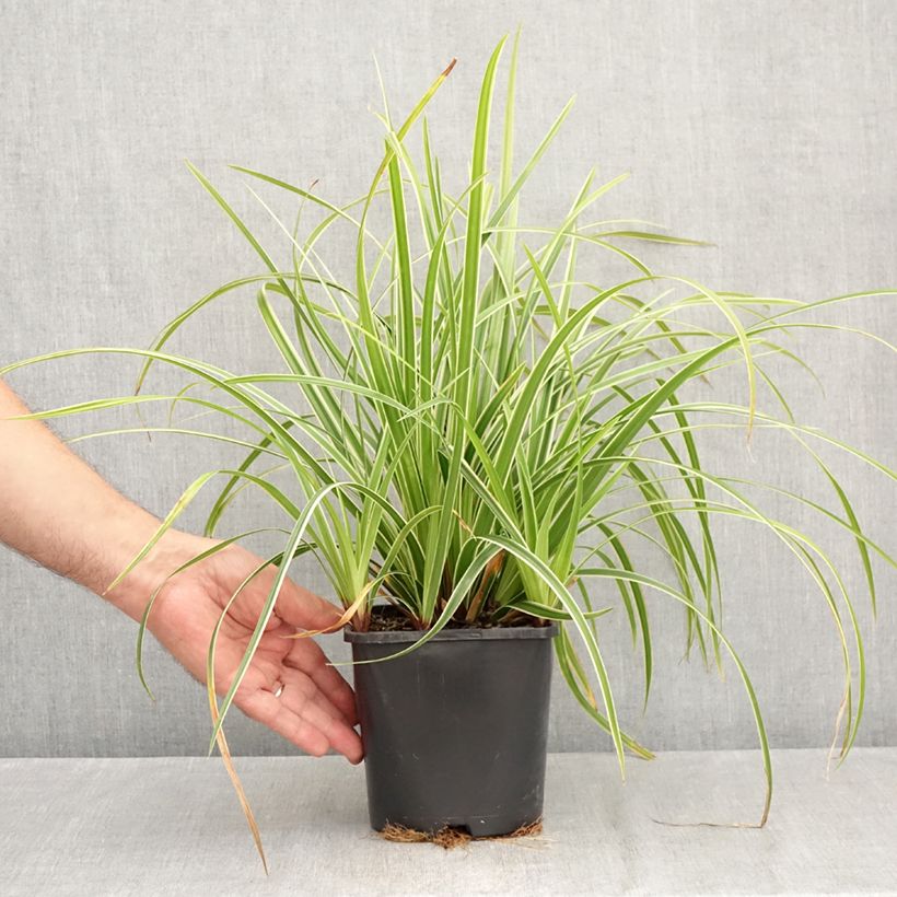 Spécimen de Carex morrowii Ice Dance - Laîche du Japon Pot de 2L/3L tel que livré en été