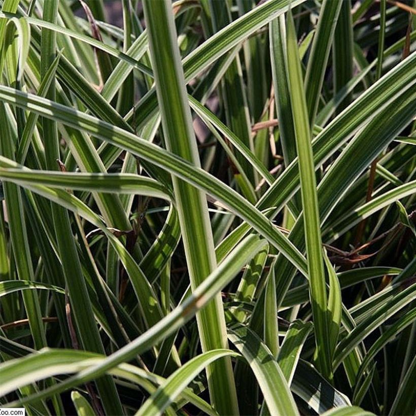 Carex morrowii Variegata - Laîche du Japon (Foliage)