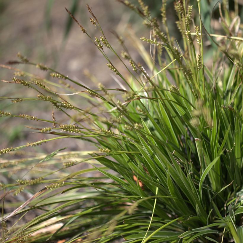 Carex morrowii Variegata - Laîche du Japon (Flowering)
