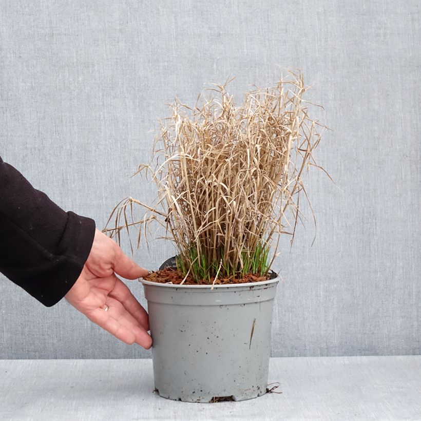 Example of Carex muskingumensis Little Midge - Laîche d'Amérique Pot de 3L/4L as you get in printemps