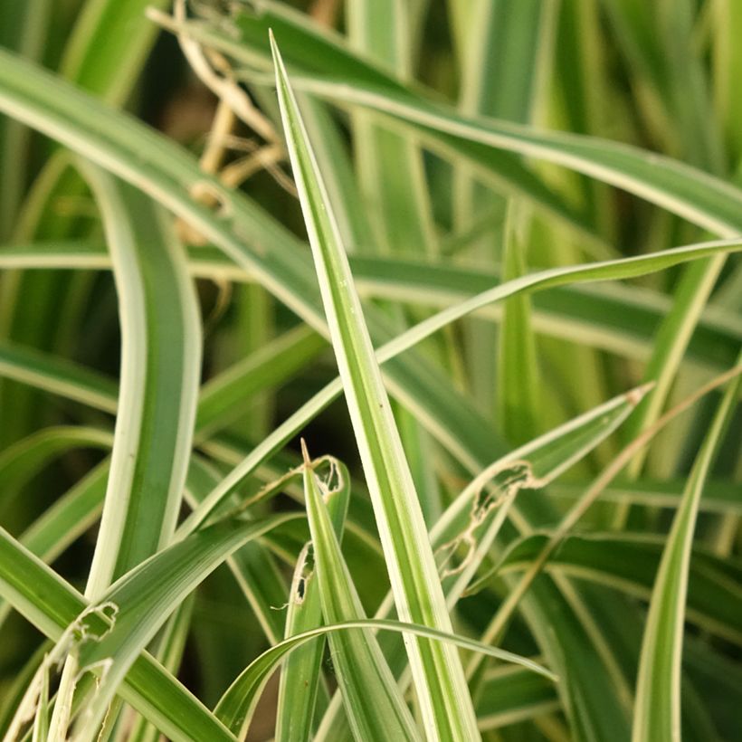 Carex muskingumensis Variegata - Laîche palmée (Feuillage)