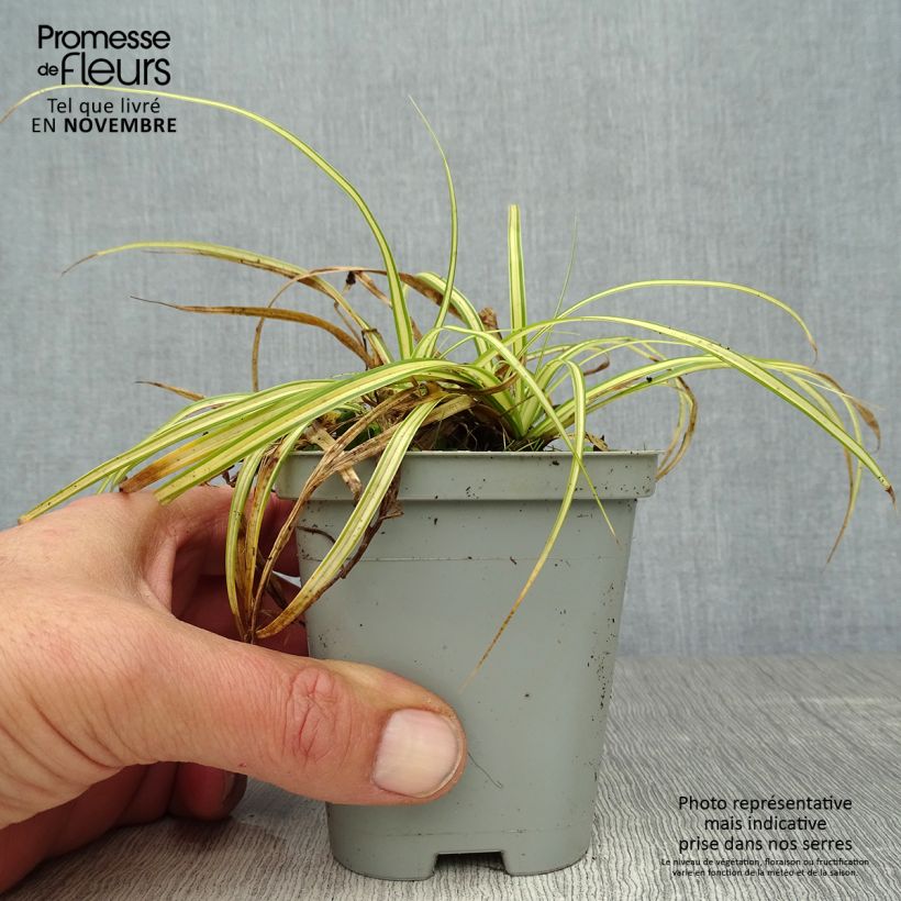Spécimen de Carex oshimensis Evergold  Godet de 8/9 cm tel que livré en automne