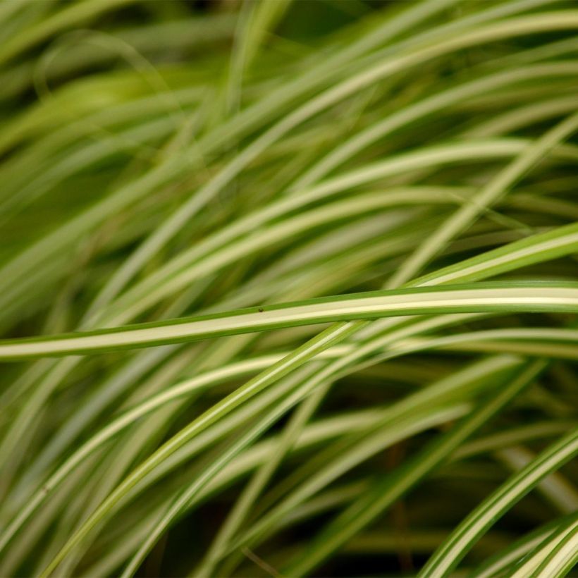 Carex oshimensis Evergold  (Foliage)
