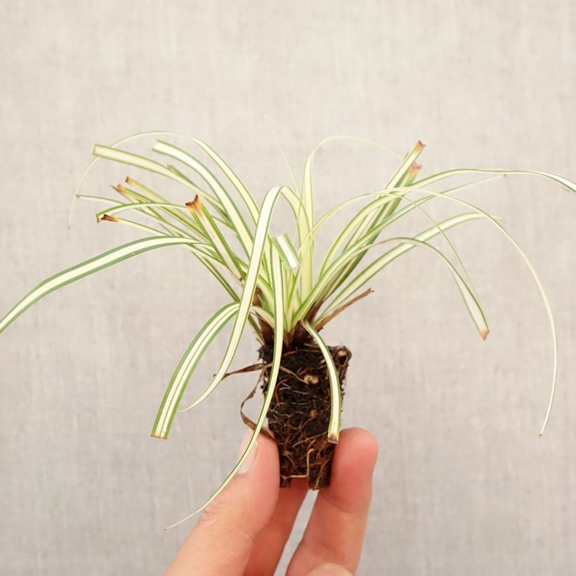 Spécimen de Carex oshimensis Evergold  Mini-motte Ø 3/4 cm tel que livré en automne