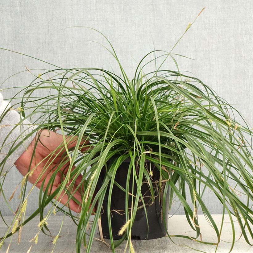 Example of Carex oshimensis Everlime - Laîche d'Oshima  Pot de 2L/3L as you get in printemps