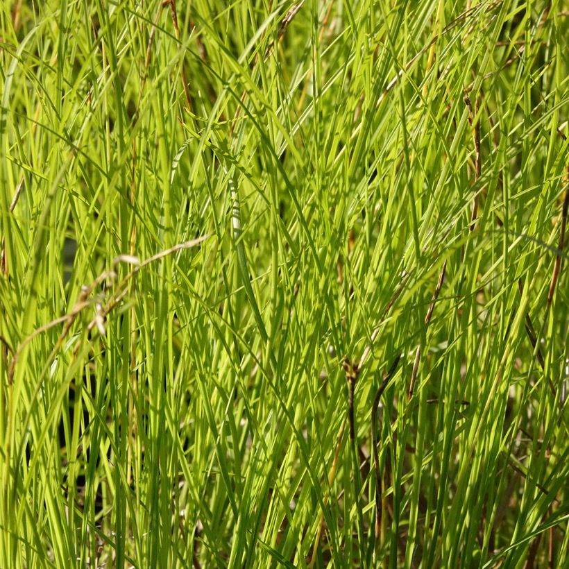 Carex pensylvanica - Carex ou Laîche de Pennsylvanie (Feuillage)