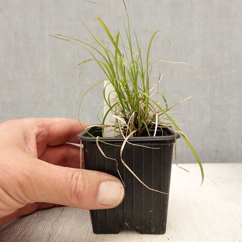 Spécimen de Carex pensylvanica - Carex ou Laîche de Pennsylvanie Godet de 8/9 cm tel que livré au printemps