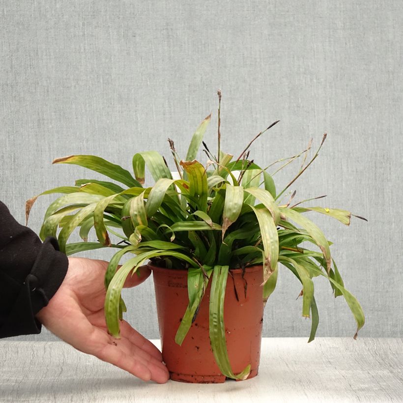Spécimen de Carex plantaginea - Laîche à feuilles larges Pot de 1L/1,5L tel que livré en été