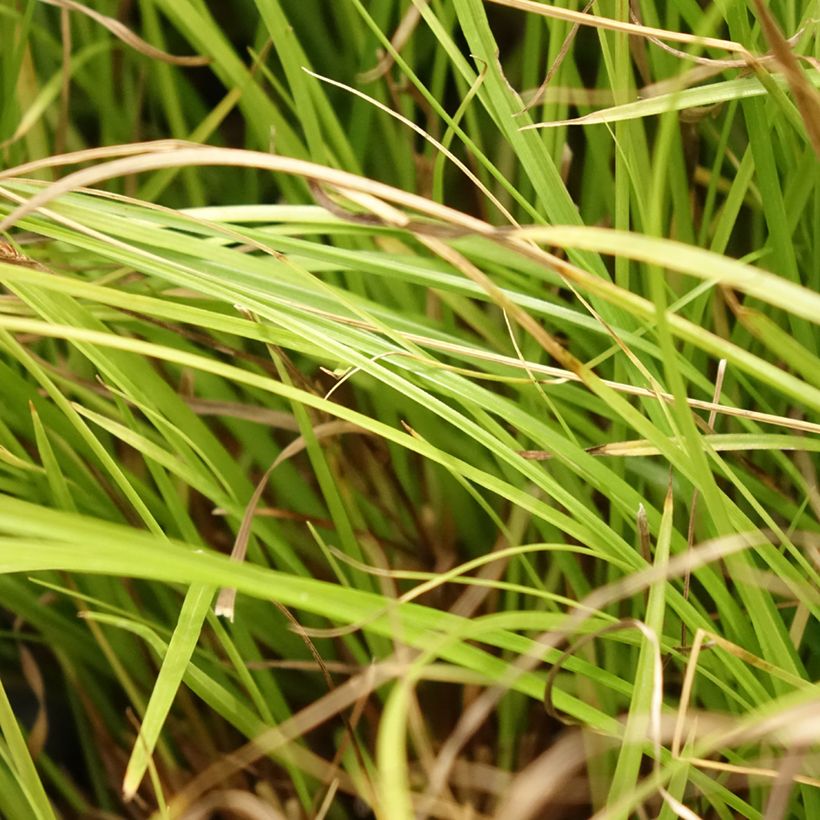 Carex remota - Laîche espacée (Foliage)