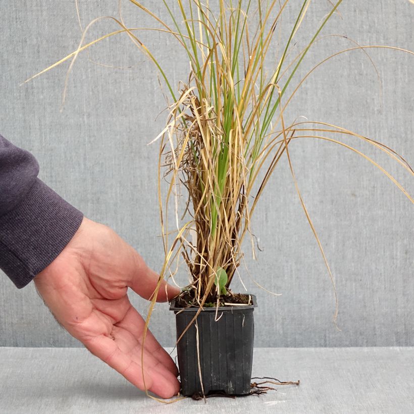 Spécimen de Carex secta - Laîche Godet de 8/9 cm tel que livré en automne