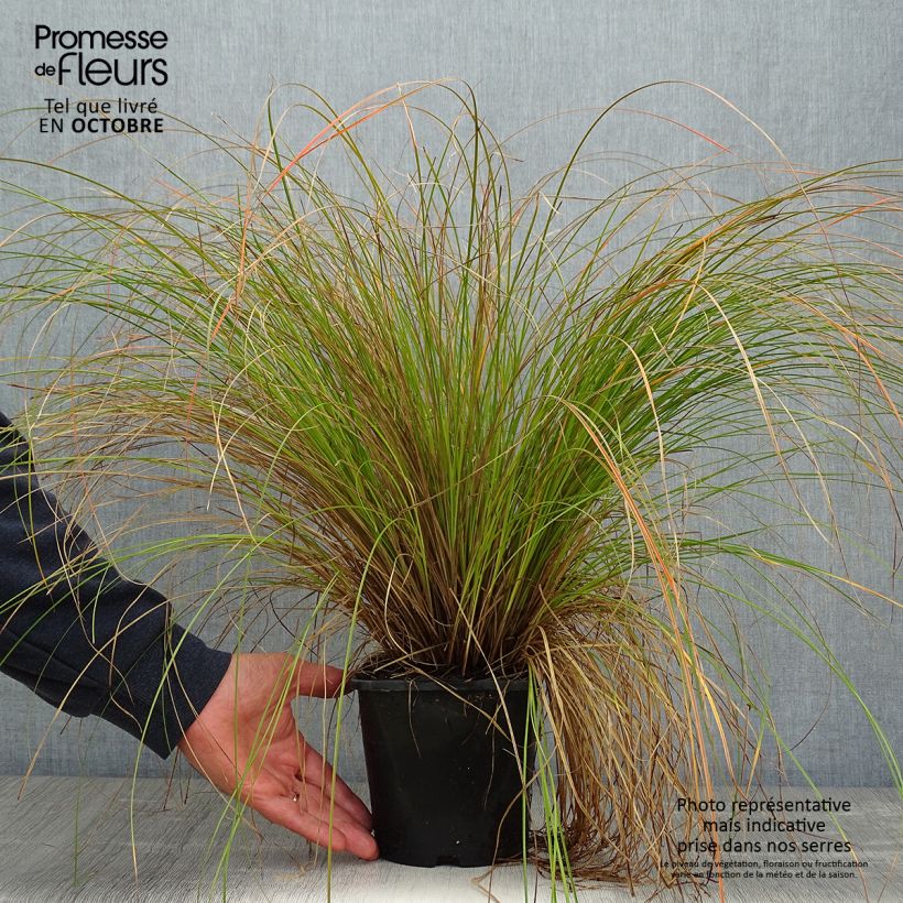 Spécimen de Carex testacea Prairie Fire - Laîche orange Pot de 2L/3L tel que livré en automne