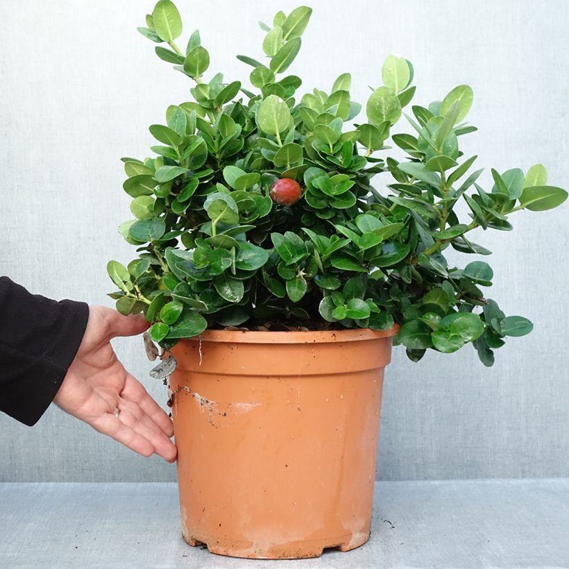 Spécimen de Carissa macrocarpa prostrata - Prunier du Natal Pot de 3L/4L tel que livré en automne