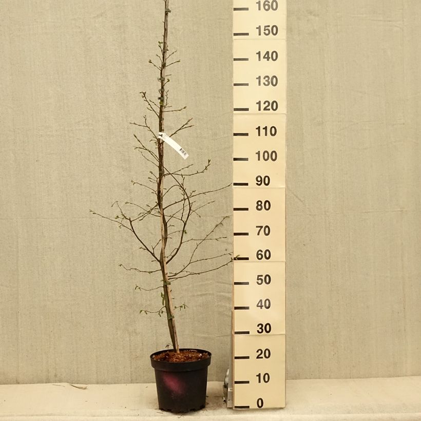 Spécimen de Carpinus betulus - Charme commun, Charmille  Pot de 4L/5L tel que livré au printemps