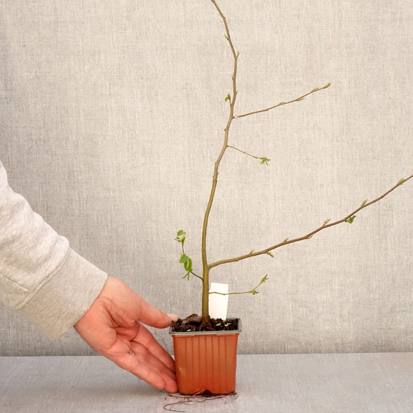 Spécimen de Carpinus betulus - Charme commun, Charmille  Godet de 8/9 cm tel que livré au printemps