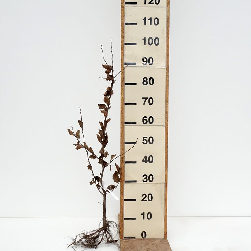 Spécimen de Carpinus betulus - Charme commun, Charmille  Racines nues tel que livré en hiver