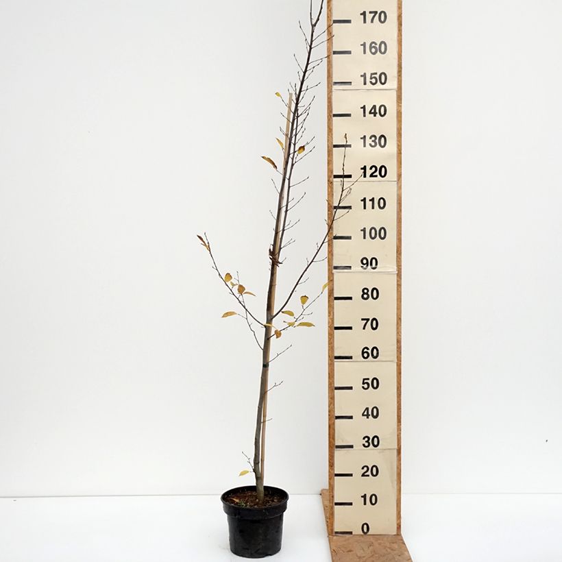 Spécimen de Carpinus betulus Fastigiata - Charme fastigié Pot de 4L/5L tel que livré en automne