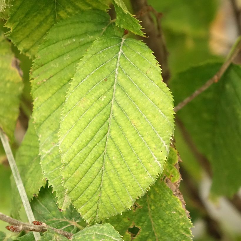 Carpinus betulus Fastigiata Monument - Charme commun fastigié (Foliage)