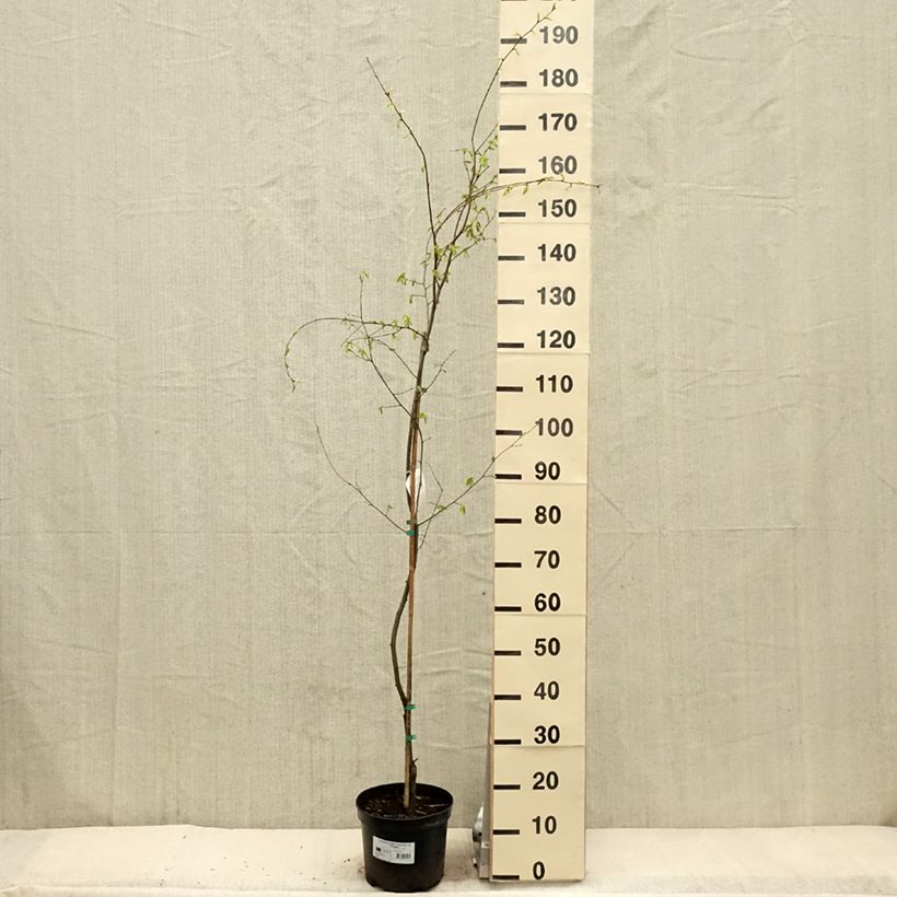 Example of Carpinus betulus Foliis Argenteovariegatis Pendula  Pot de 4L/5L as you get in printemps