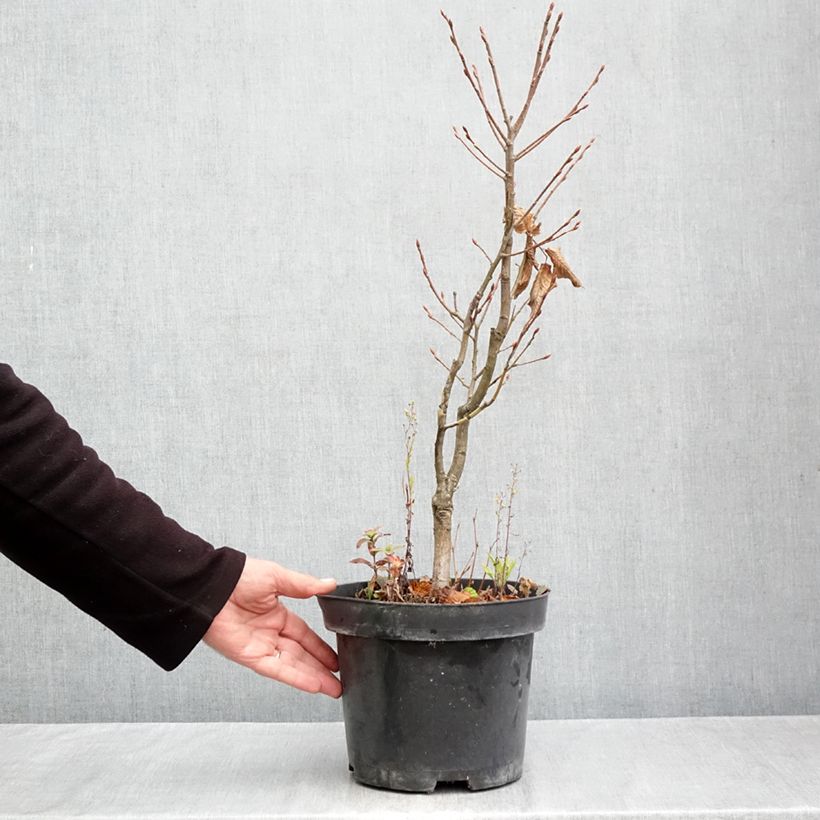 Spécimen de Carpinus betulus Globus - Charme commun globuleux Pot de 4L/5L tel que livré en automne