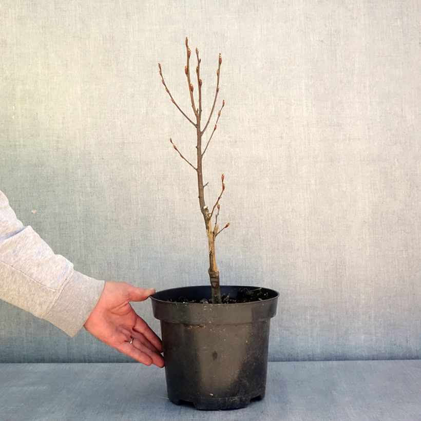 Example of Carpinus betulus Globus - Charme commun globuleux Pot de 4L/5L as you get in printemps