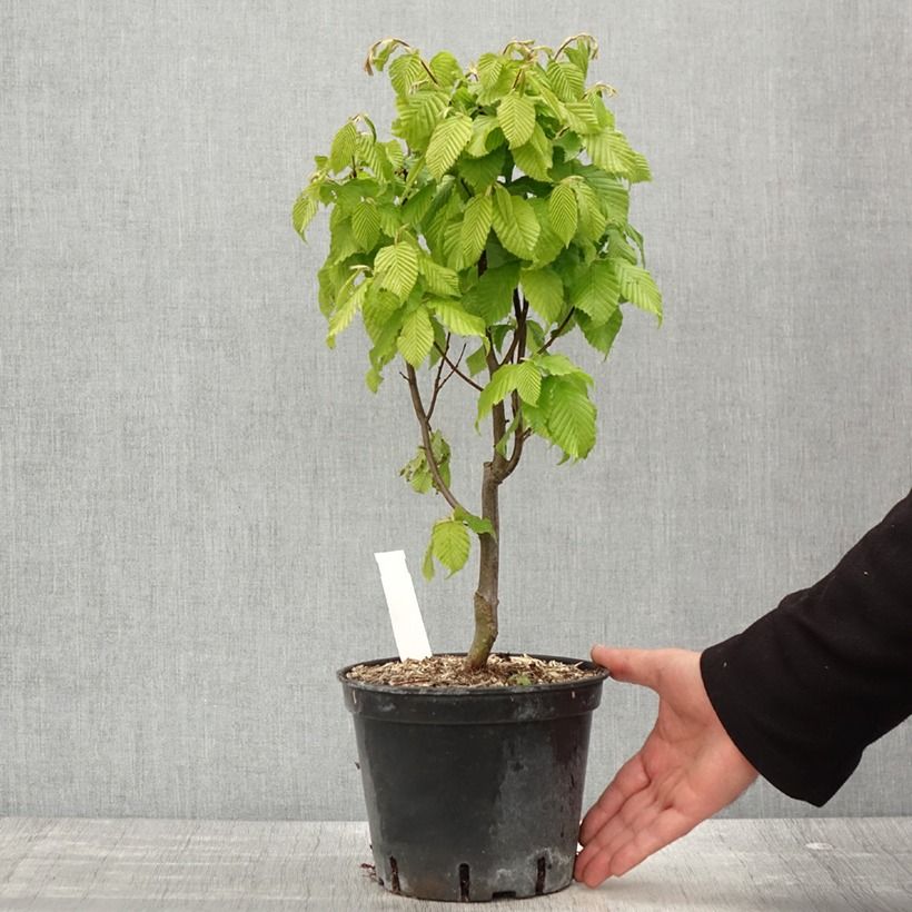 Spécimen de Carpinus betulus Monumentalis - Charme commun Pot de 2L/3L tel que livré au printemps