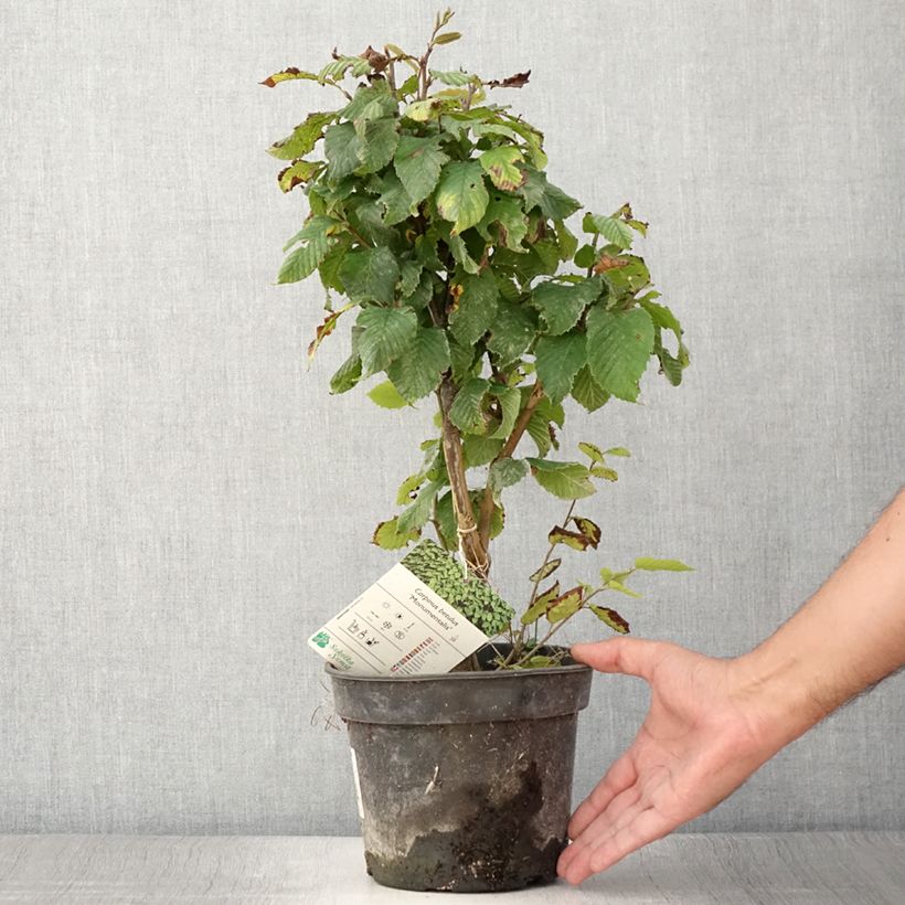 Spécimen de Carpinus betulus Monumentalis - Charme commun Pot de 7,5L/10L tel que livré en été