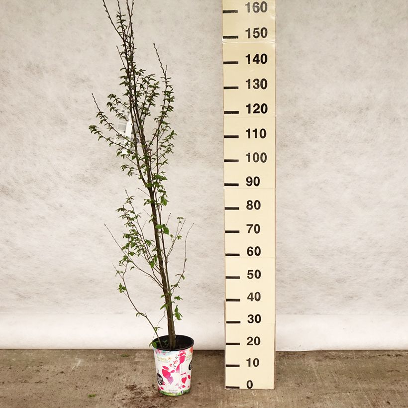 Example of Carpinus betulus Orange Retz - Charme commun  Pot de 4L/5L as you get in printemps