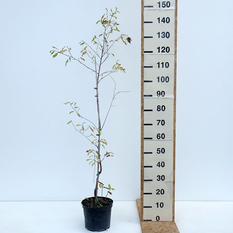 Spécimen de Carpinus betulus Quercifolia - Charme à feuilles de chêne Pot de 4L/5L tel que livré en automne