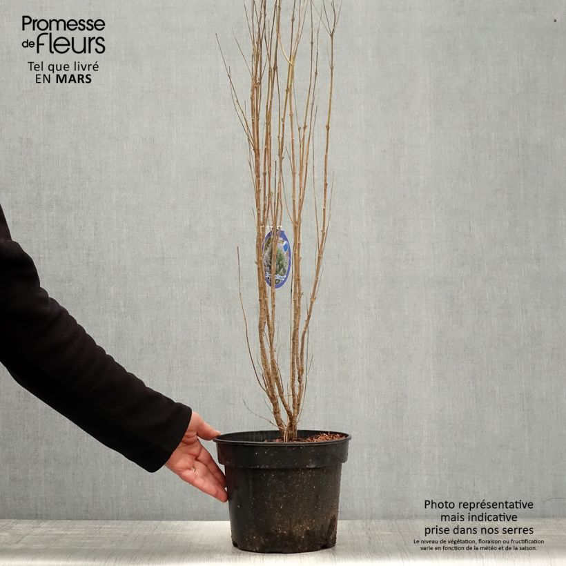 Spécimen de Caryopteris clandonensis Blue Balloon - Spirée bleue Pot de 2L/3L tel que livré au printemps