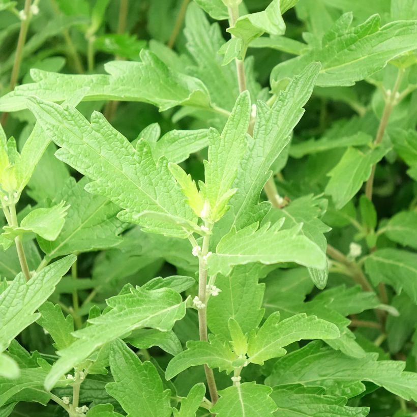 Caryopteris clandonensis Blue Balloon - Spirée bleue (Feuillage)
