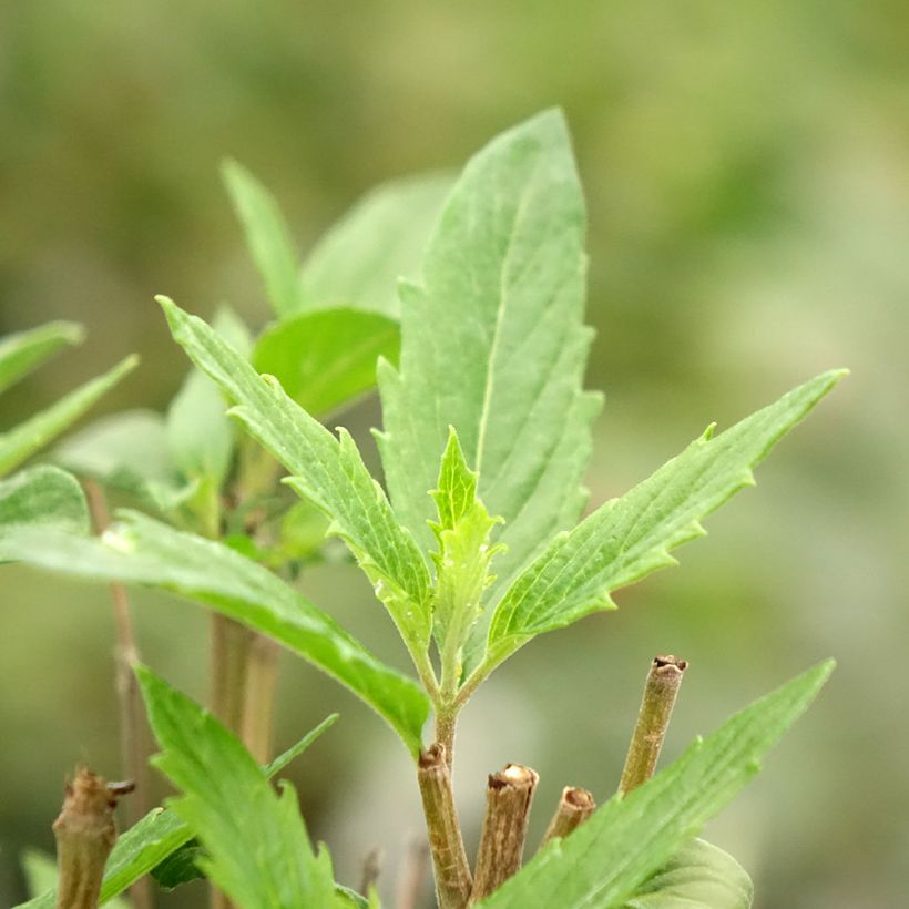 Caryopteris clandonensis Dark Knight - Spirée bleue (Feuillage)