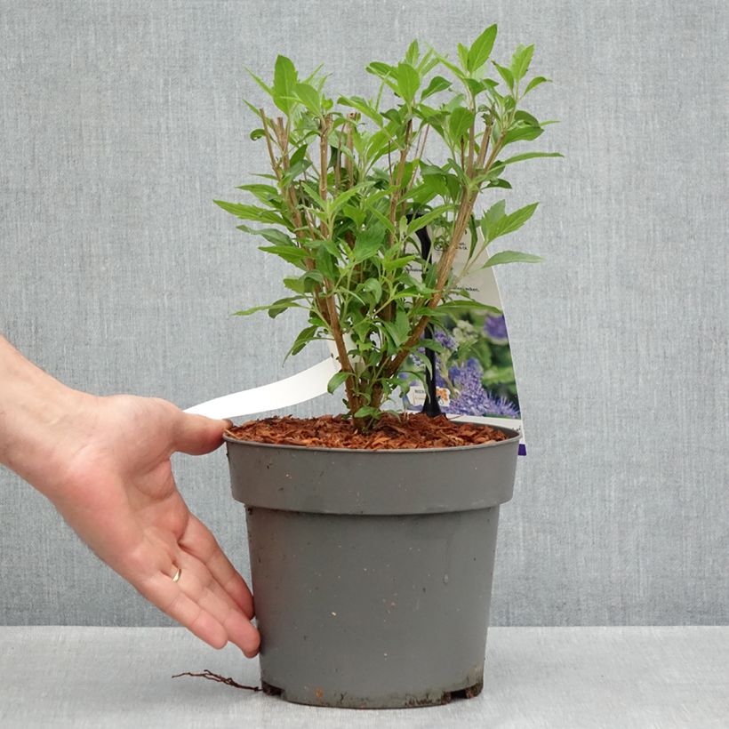 Spécimen de Caryopteris clandonensis Dark Knight - Spirée bleue Pot de 4L/5L tel que livré au printemps