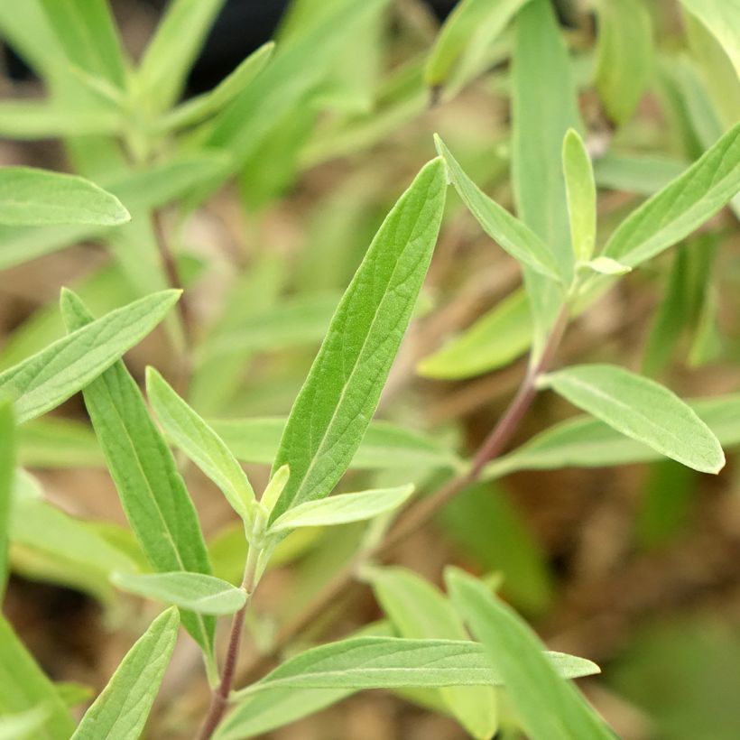 Caryopteris clandonensis Kew Blue - Spirée bleue (Feuillage)
