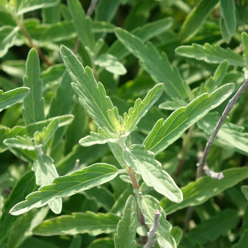 Caryopteris clandonensis Stephi - Spirée bleue (Feuillage)