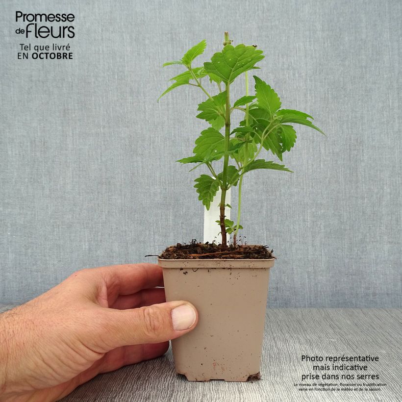 Spécimen de Caryopteris divaricata -  Spirée bleue Godet de 8/9 cm tel que livré en automne