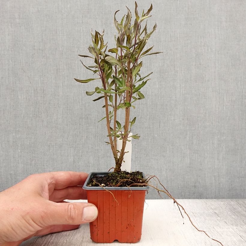 Spécimen de Caryopteris Grand Bleu - Spirée bleue  Godet de 8/9 cm tel que livré au printemps