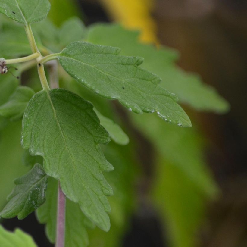 Caryopteris incana Sunshine Blue - Barbe-bleue, Spirée bleue (Feuillage)