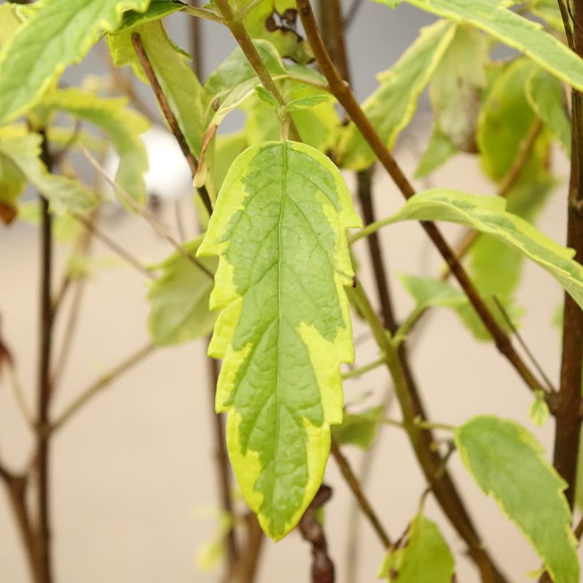 Caryopteris Summer Sorbet® - Spirée Bleue, Barbe-bleue (Feuillage)