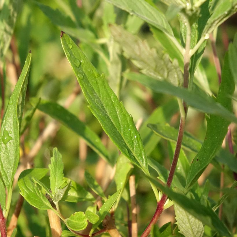 Caryopteris x clandonensis Blauer Spatz (Oiseau Bleu) (Feuillage)