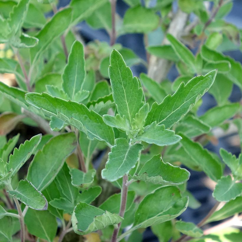 Caryopteris x clandonensis Blue Fountain (Feuillage)