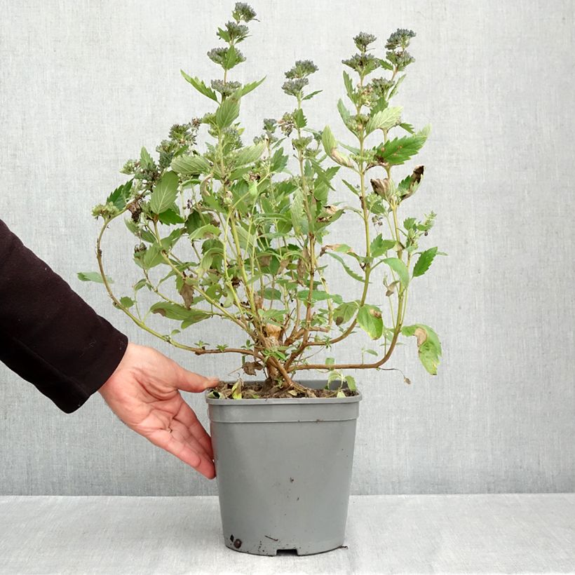 Spécimen de Caryopteris x clandonensis Blue Fountain Pot de 3L/4L tel que livré en automne