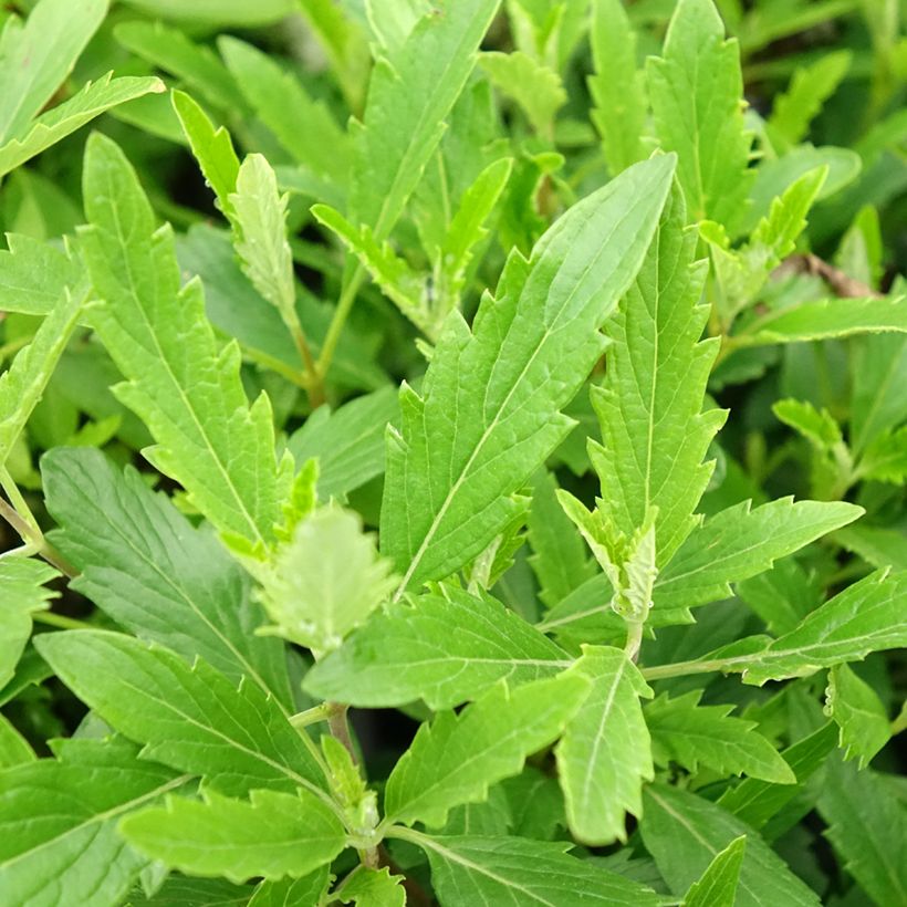 Caryopteris x clandonensis Camara Pink - Spirée bleue (Feuillage)