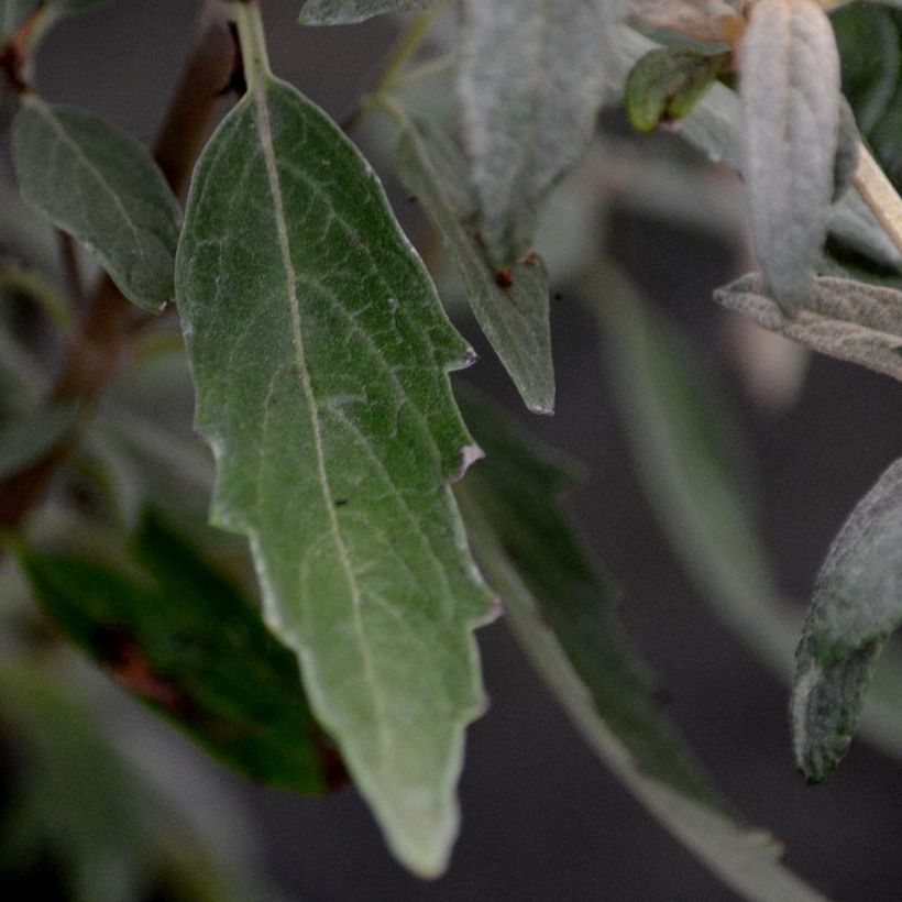 Caryopteris clandonensis Heavenly Blue - Spirée bleue (Foliage)