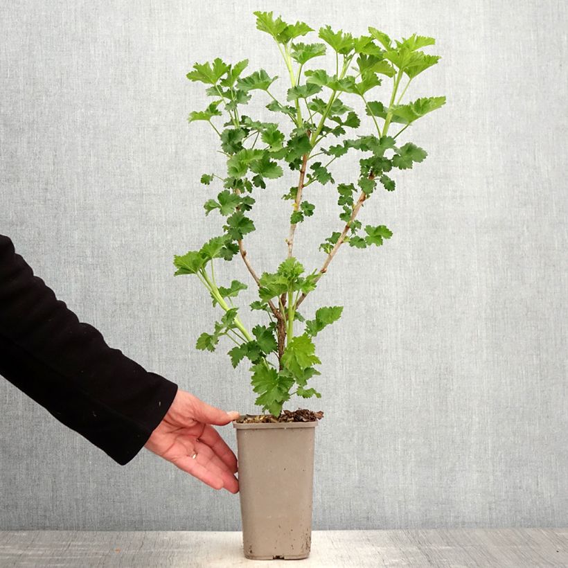 Spécimen de Caseille ConfiBerry Jodeli Pot de 1,5L/2L, Buisson tel que livré au printemps