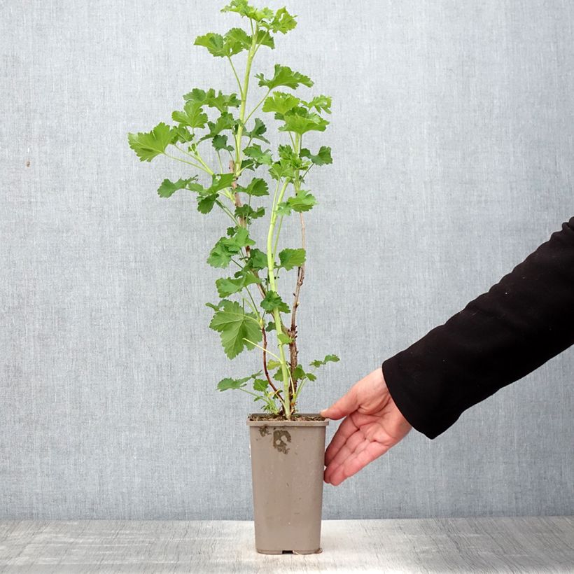 Spécimen de Caseille ConfiBerry Jogusto Pot de 1,5L/2L, Buisson tel que livré au printemps