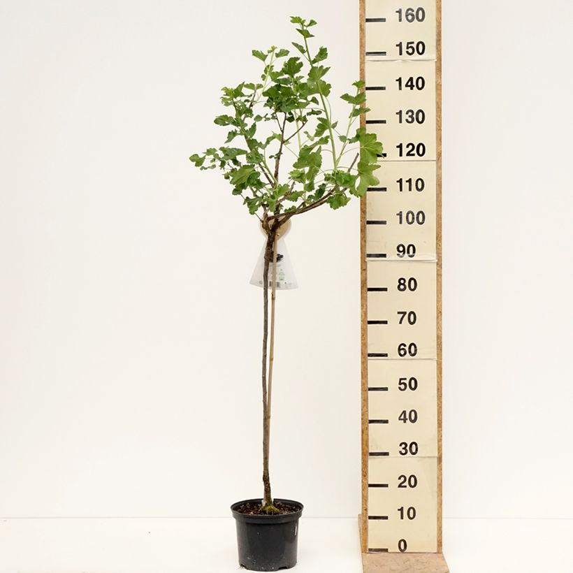 Spécimen de Casseiller Jostaberry - Ribes x nidigrolaria Pot de 4L/5L, Demi-Tige tel que livré au printemps