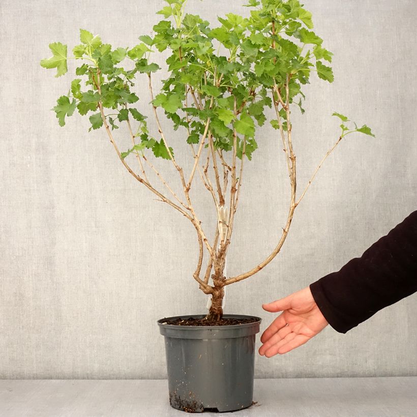 Spécimen de Casseiller Jostaberry - Ribes x nidigrolaria Pot de 4L/5L, Touffe tel que livré au printemps