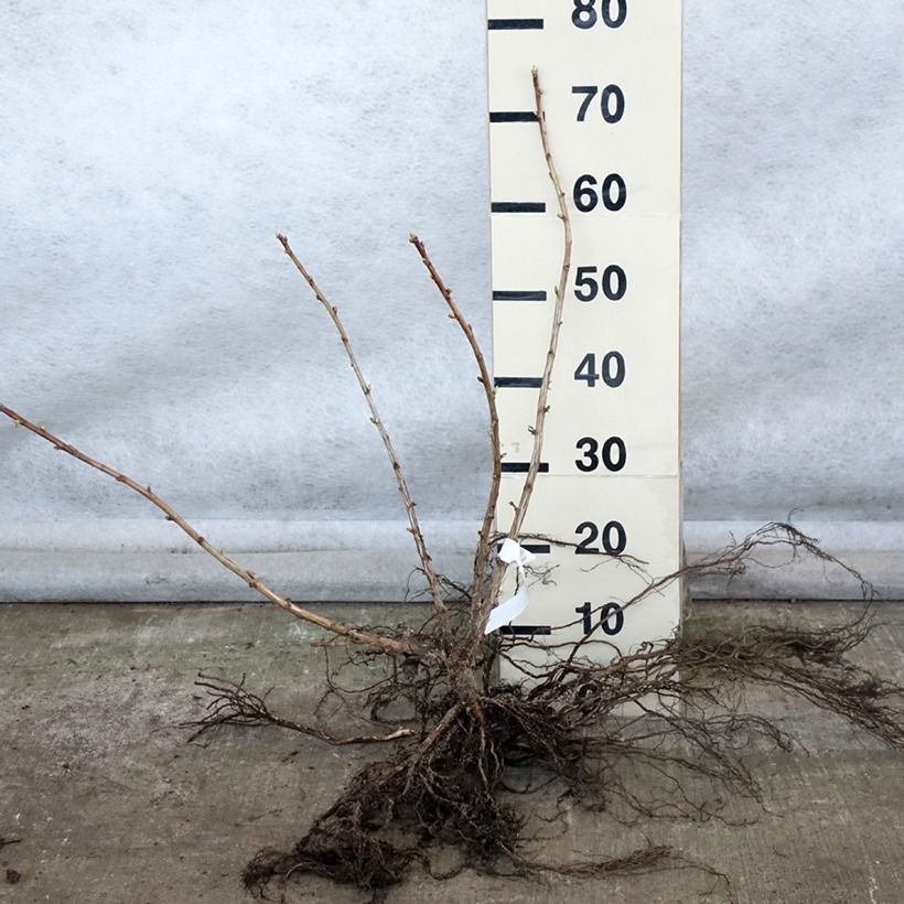 Spécimen de Casseiller Jostaberry - Ribes x nidigrolaria Racines nues, Buisson tel que livré en hiver