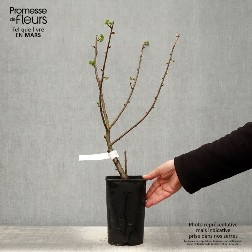 Spécimen de Cassissier Black Down Pot de 2L/3L tel que livré au printemps