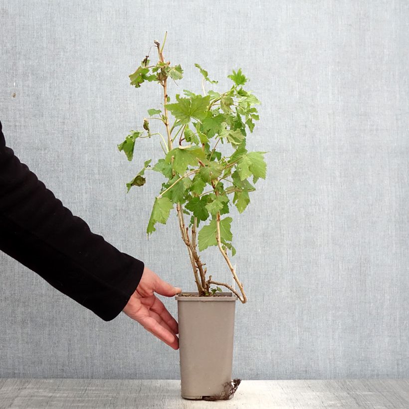 Spécimen de Cassissier Cassissima Blackbells Pot de 1,5L/2L tel que livré au printemps